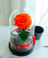 Роза в колбе ROSE LUX Premium Max 27*15*11 см (Оранжевый)