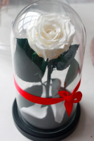 Роза в колбе ROSE LUX Micro Luxury 22*12*5 см (Белый)