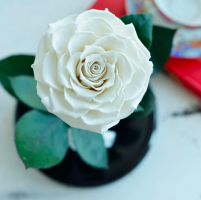 Роза в колбе ROSE LUX Premium Max 27*15*11 см (Белый)